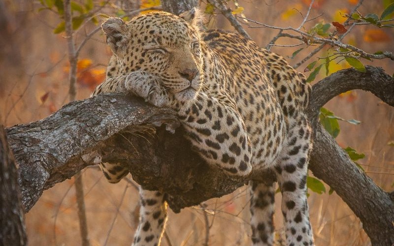Londolozi Founders Camp 14